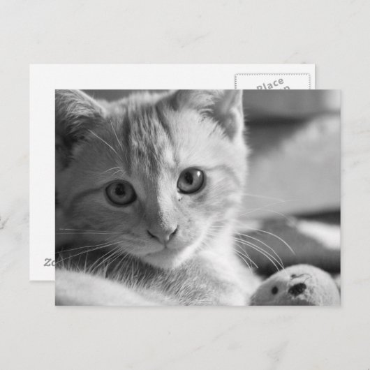 Monokitten Briefkaart (Voorkant / Achterkant)