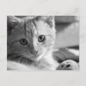 Monokitten Briefkaart (Voorkant)