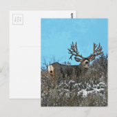 Monster muierhert buck briefkaart (Voorkant / Achterkant)