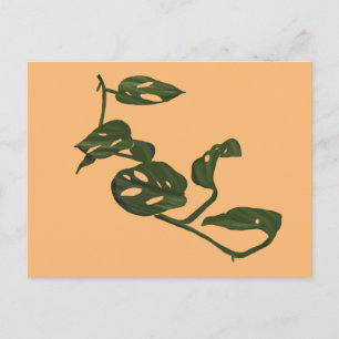 Monstera Adanosii Kaasplant Illustratie Groen Briefkaart