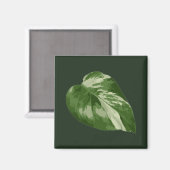 Monstera Albo-blad — Zeldzame variatie Magneet (Voorkant / Achterkant)
