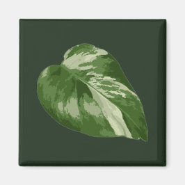 Monstera Albo-blad — Zeldzame variatie  Magneet