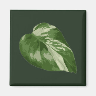 Monstera Albo-blad — Zeldzame variatie  Magneet