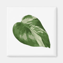 Monstera Albo Bladmagneet — Zeldzame Variatie  Magneet