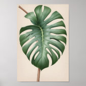 Monstera albo bloem, mooi aards poster (Voorkant)