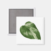Monstera Albo Leaf Magnet — Rare Variegation  (Voorkant / Achterkant)