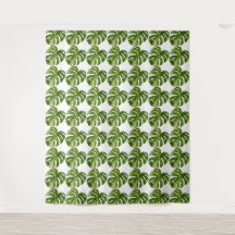 Monstera Albo Tapijt — Grote Zeldzame Variatie