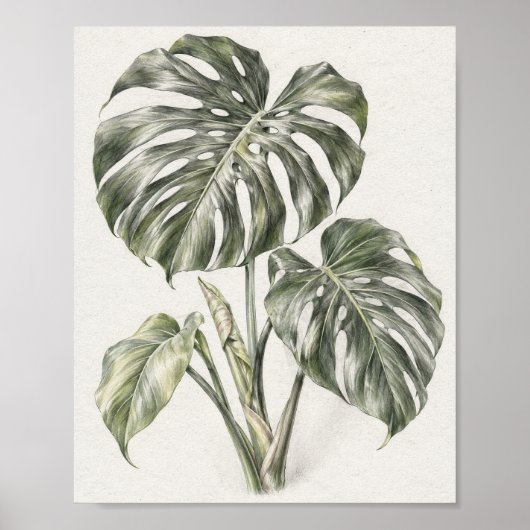 Monstera Blad Grafiet Studie 30 Poster (Voorkant)