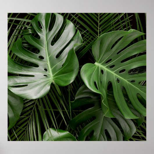 Monstera bladeren, luxe tropische lay-out. poster (Voorkant)