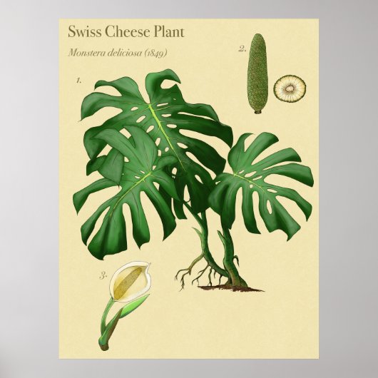 Monstera Swiss Cheese Botanical Poster (Voorkant)