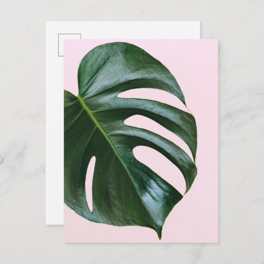 Monstera Tropical Leaf Briefkaart (Voorkant / Achterkant)