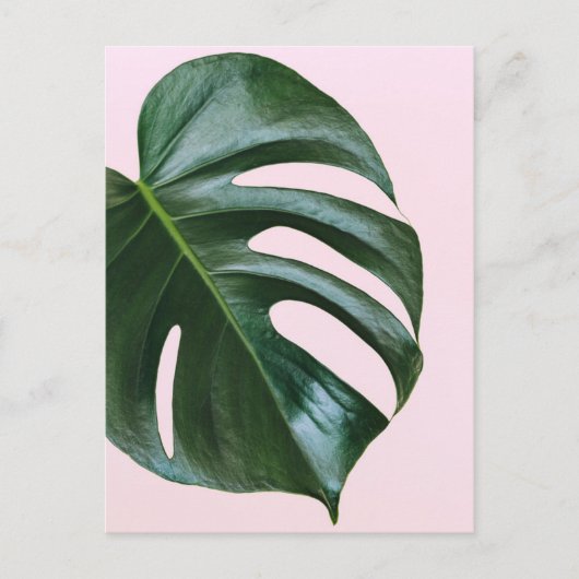 Monstera Tropical Leaf Briefkaart (Voorkant)
