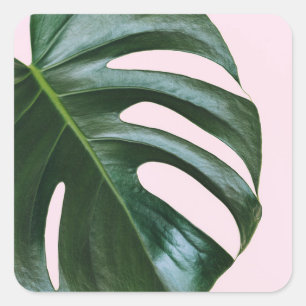 Monstera Tropical Leaf Vierkante Sticker