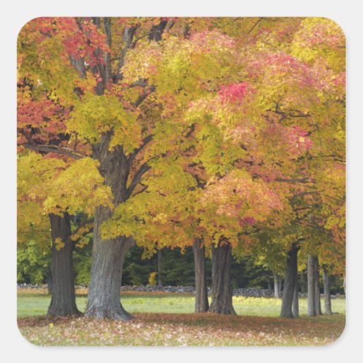 Monsterbomen in herfstkleuren, nabij Concord; Vierkante Sticker (Voorkant)