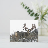 Monstermuildier hert. 2 briefkaart (Staand voorkant)