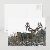 Monstermuildier hert. 2 briefkaart (Voorkant / Achterkant)