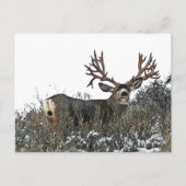 Monstermuildier hert. 2 briefkaart (Voorkant)