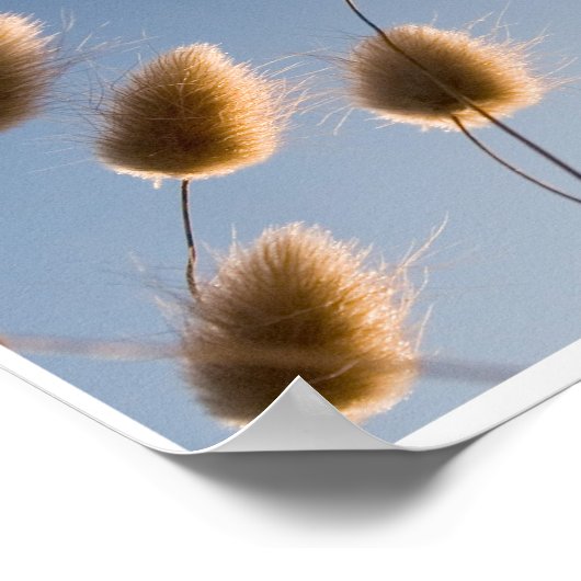 montage van katoengras poster (Hoek)