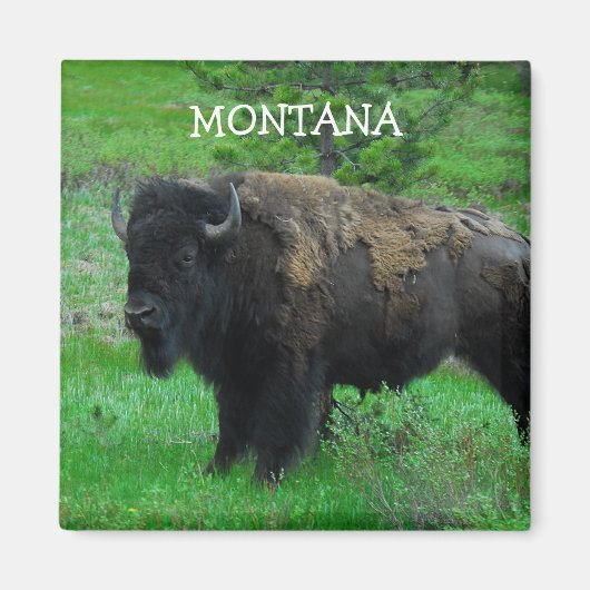 Montana Bison magnet (Voorkant)