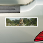 Montana Chipmunk Bumpersticker (Op auto)