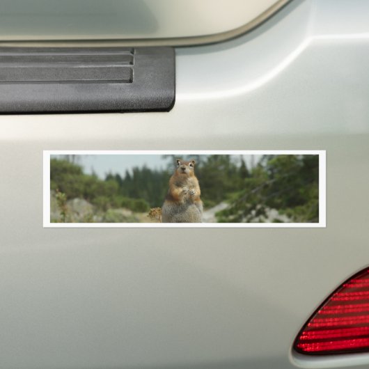 Montana Chipmunk Bumpersticker (Op auto)