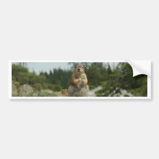 Montana Chipmunk Bumpersticker