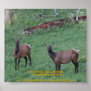 Montana Elk Poster