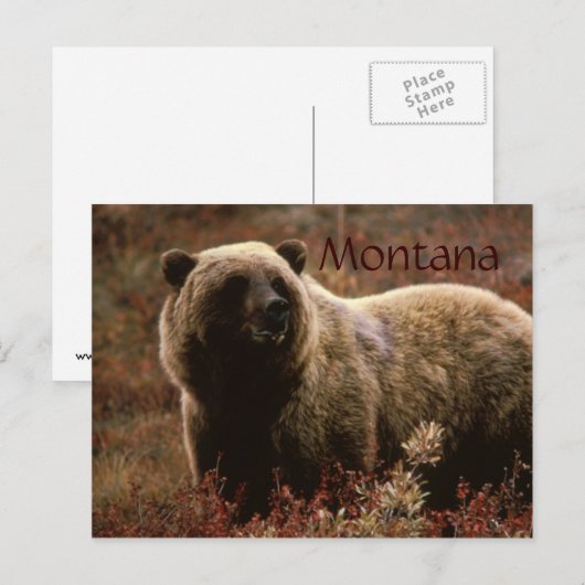 Montana grizzly beer briefkaart (Voorkant / Achterkant)