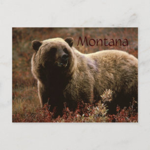 Montana grizzly beer briefkaart