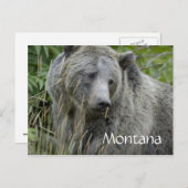 Montana grizzly beer briefkaart (Voorkant / Achterkant)