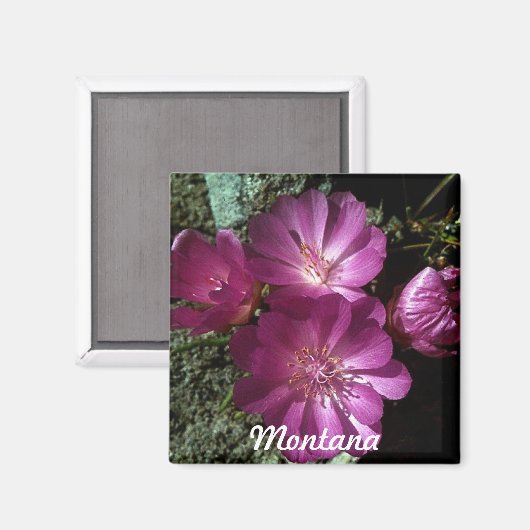 Montana State Bloem Bitterroot Magneet (Voorkant / Achterkant)