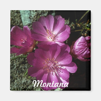 Montana State Bloem Bitterroot Magneet