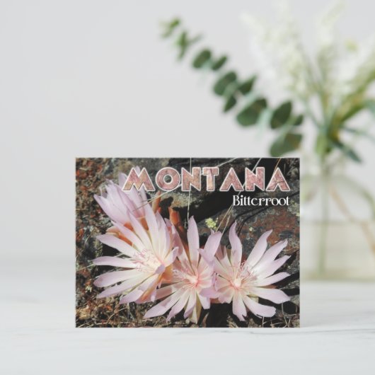 Montana State Flower: Bitterroot Briefkaart (Staand voorkant)