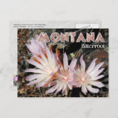 Montana State Flower: Bitterroot Briefkaart (Voorkant / Achterkant)