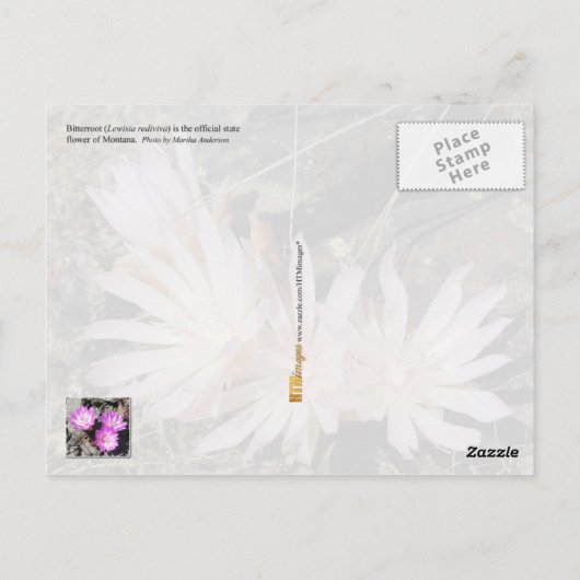 Montana State Flower: Bitterroot Briefkaart (Achterkant)