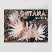 Montana State Flower: Bitterroot Briefkaart (Voorkant)