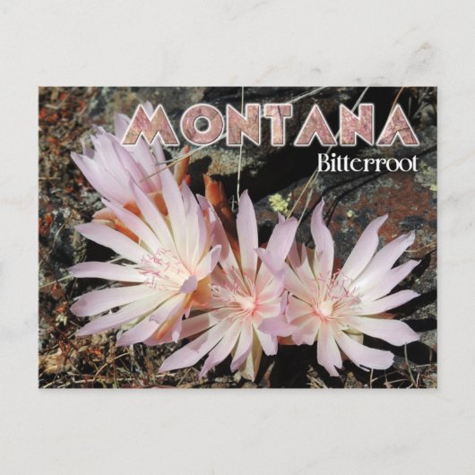 Montana State Flower: Bitterroot Briefkaart (Voorkant)