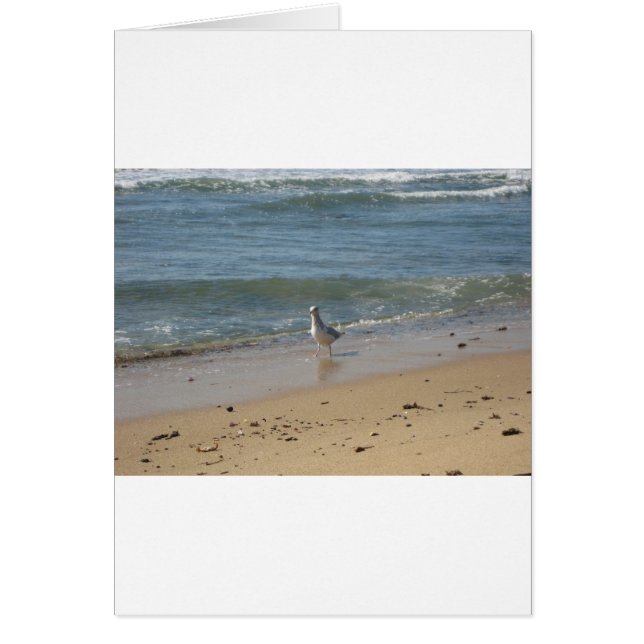 Montauk strand seagull love (Voorkant)