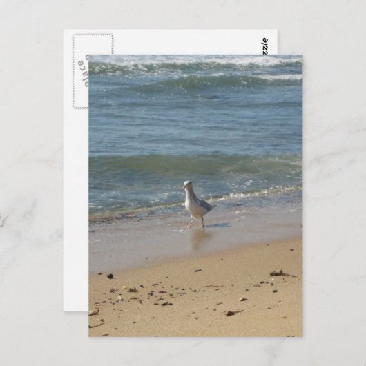 Montauk strand seagull love briefkaart (Voorkant / Achterkant)