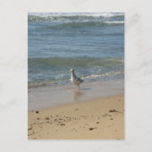 Montauk strand seagull love briefkaart (Voorkant)