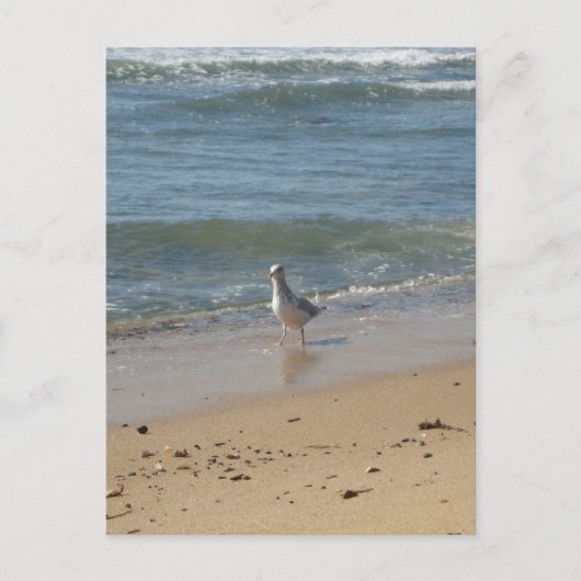 Montauk strand seagull love briefkaart (Voorkant)