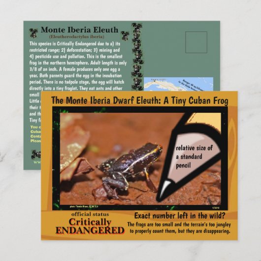 Monte Iberia Eleuth - een bedreigde regenkikker -~ Briefkaart (Voorkant / Achterkant)