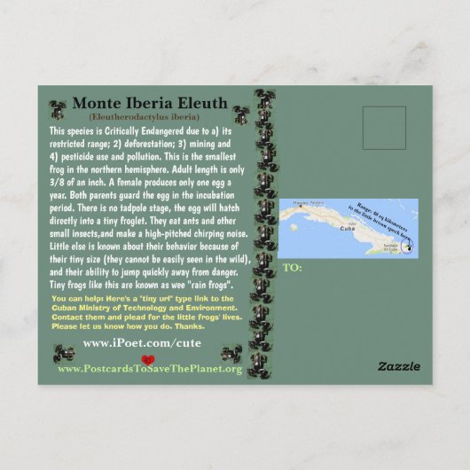 Monte Iberia Eleuth - een bedreigde regenkikker -~ Briefkaart (Achterkant)