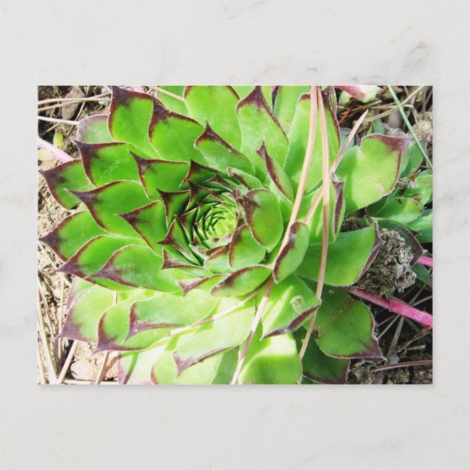 Montepulciano Vino Nobile, Italië Briefkaart (Voorkant)