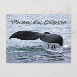 Monterey Bay Whale Tail Briefkaart