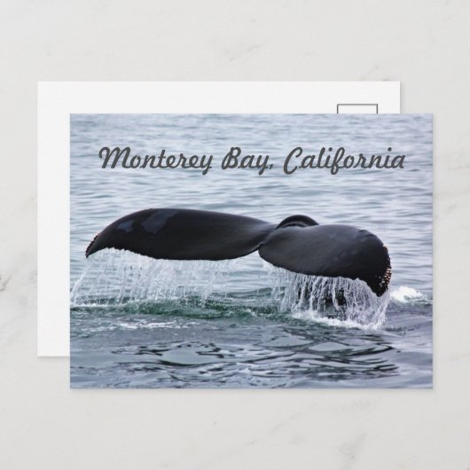 Monterey Bay Whale Tail Briefkaart (Voorkant / Achterkant)