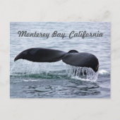 Monterey Bay Whale Tail Briefkaart (Voorkant)