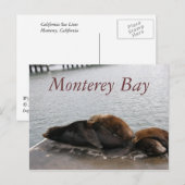 Monterey Bay - Zee - Lions Post Card Briefkaart (Voorkant / Achterkant)