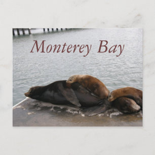 Monterey Bay - Zee - Lions Post Card Briefkaart