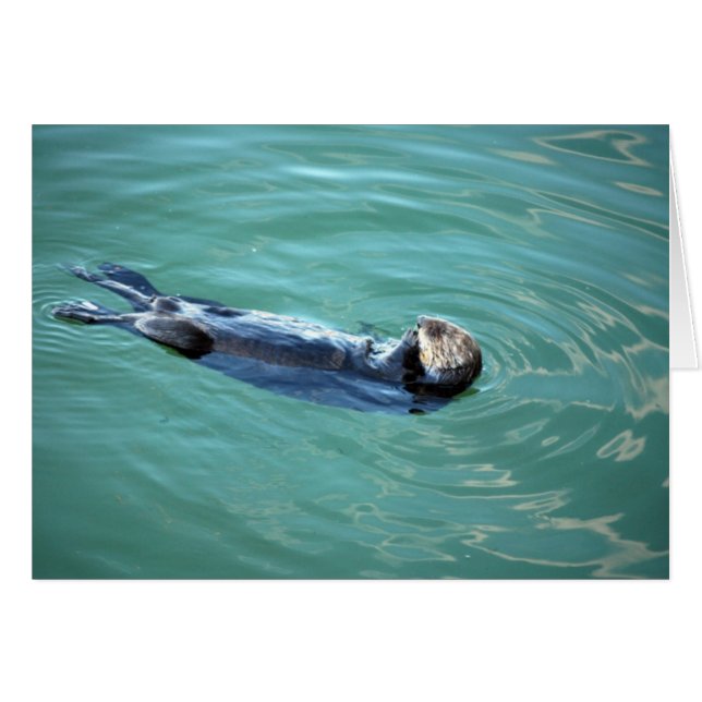 Monterey Bay Zee Otter (Voorkant Horizontaal)